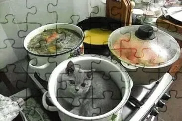 ×—×ª×•×œ