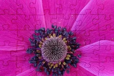 Pink with Royal Purple jigsaw puzzle