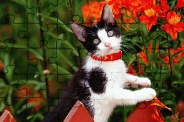 gato