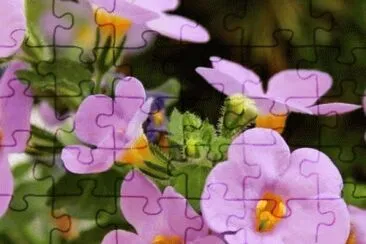 Flores moradas