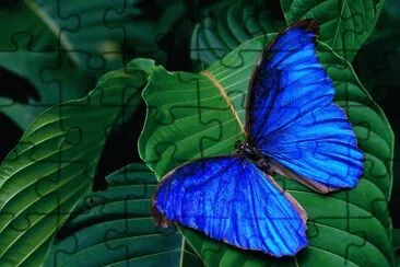 mariposa tropical jigsaw puzzle
