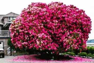 spring-125