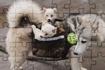 imagens jigsaw puzzle