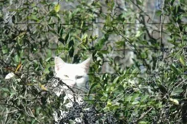 White cat in the bush