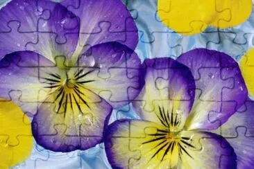 Pansy 's