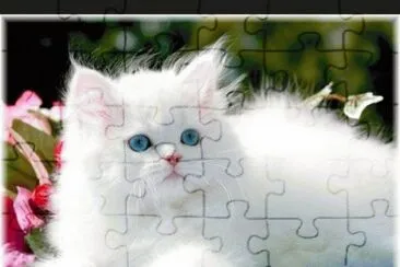gatos jigsaw puzzle