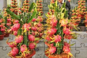 Pitaya vermelha