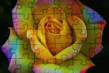 Colorful Rose jigsaw puzzle
