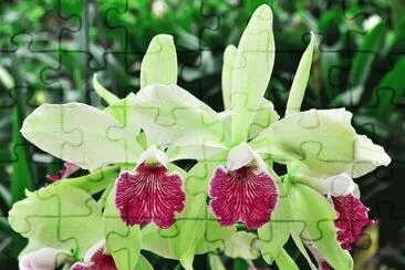 imagens jigsaw puzzle