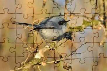 tacuarita jigsaw puzzle