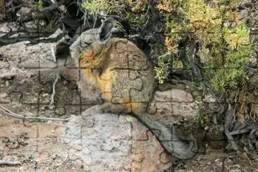 vizcacha jigsaw puzzle