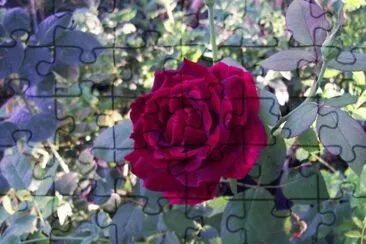 rosa