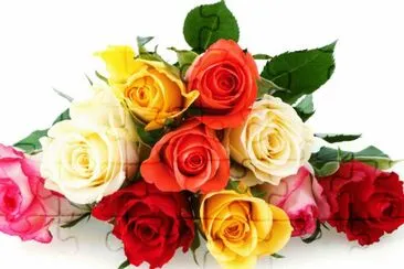 rose jigsaw puzzle