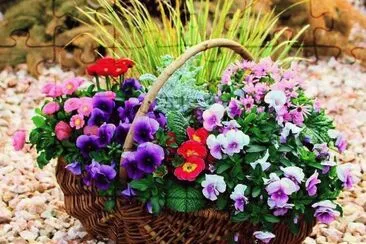 flores