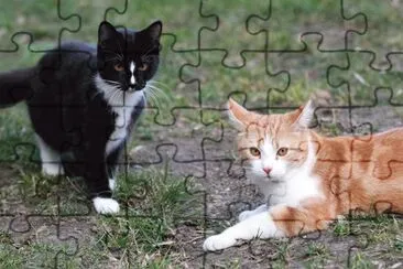 Odd Couple jigsaw puzzle