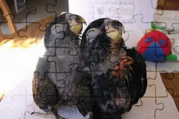 baby jigsaw puzzle