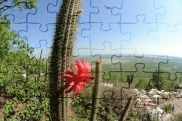 פאזל של NATUREZA