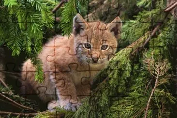 Lynx Kitten jigsaw puzzle