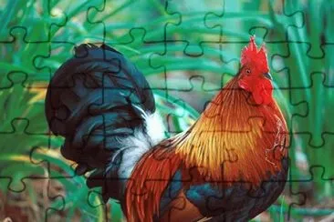 Beautiful Rooster jigsaw puzzle