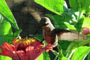 colibrÃ­ jigsaw puzzle
