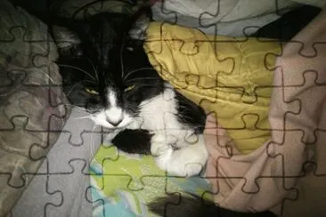 Cat in bed jigsaw puzzle