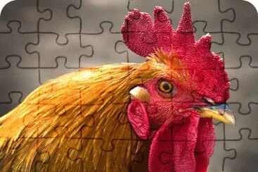 Rooster