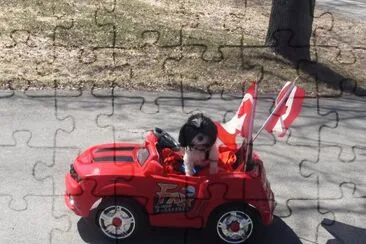 Meet Camaro Sue in his very own Camaro jigsaw puzzle