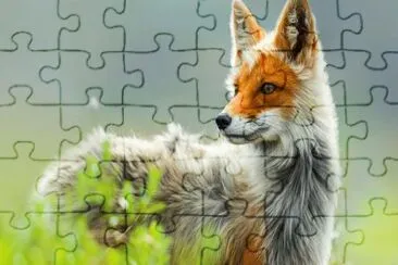 bicolore jigsaw puzzle