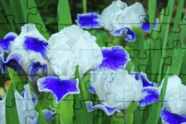 Blooming Iris Flowers-Pretty! jigsaw puzzle