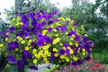 Yellow and Purple Hanging Petunias jigsaw puzzle