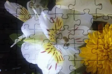 Flor