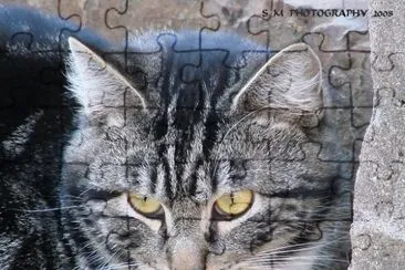 Stray Cat