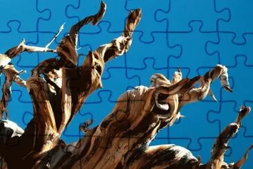 Trees- .hqimage.com-9999453 jigsaw puzzle