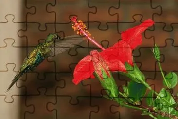 colibrÃ­ jigsaw puzzle
