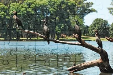 פאזל של neotropic cormorant