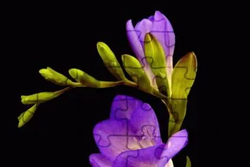 imagens jigsaw puzzle