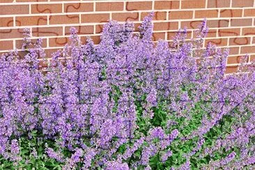 imagens jigsaw puzzle