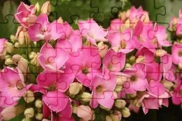 פאזל של kalanchoe