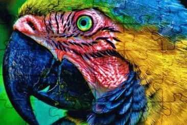 Colorful Parrot