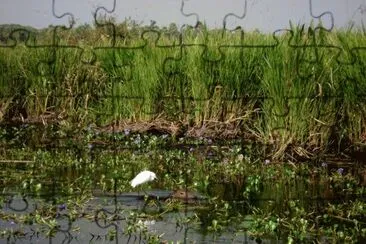 En los Esteros del IberÃ¡. Corrientes. Argentina jigsaw puzzle