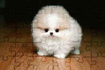פאזל של CACHORRO