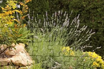 lavanda jigsaw puzzle