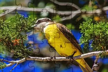 benteveo jigsaw puzzle
