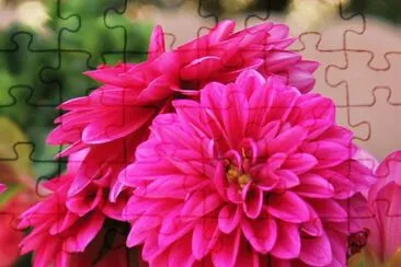 dalias jigsaw puzzle