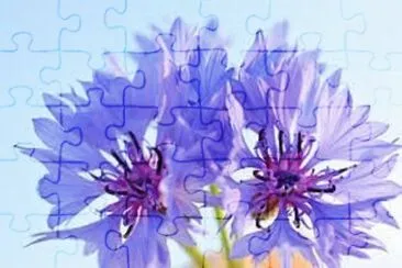 èŠ±
