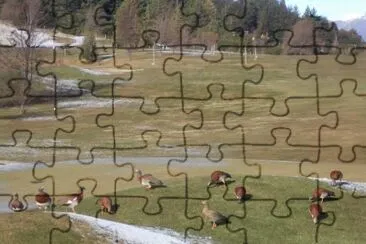 cauquenes jigsaw puzzle