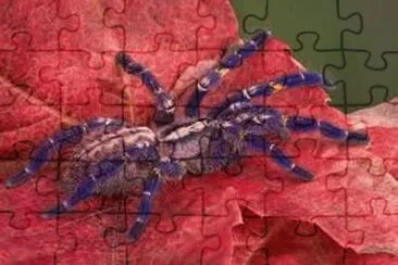 פאזל של Animales en peligro de extinciÃ³n