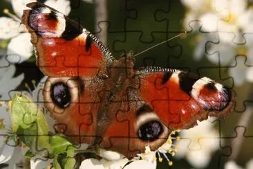 mariposa