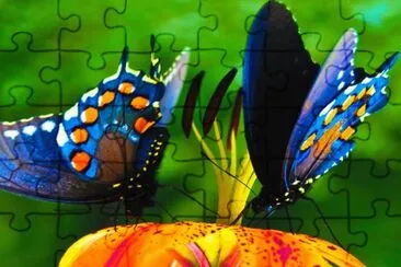 multicolor jigsaw puzzle