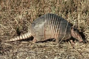 damianbone